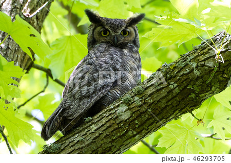 Great Horned Owl 46293705