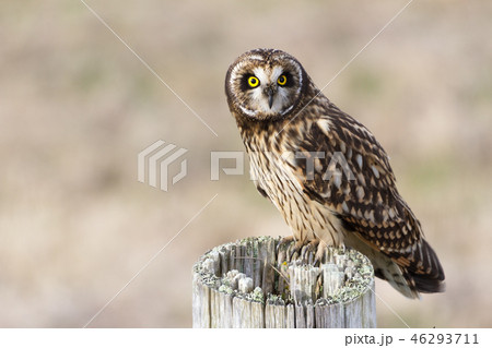 Short eared Owl 46293711