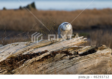 Snowy Owl 46293712