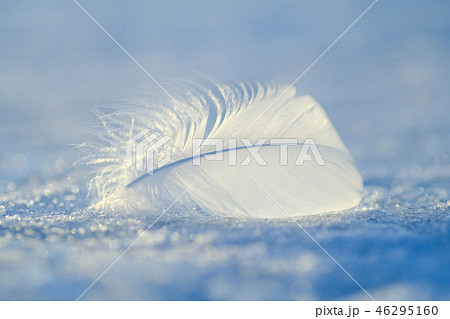 白鳥の羽の写真素材