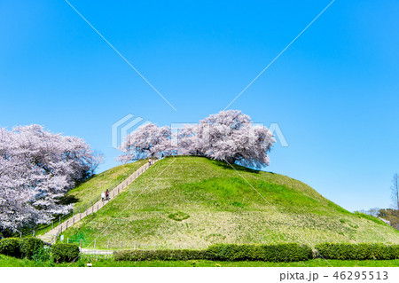埼玉県 埼玉古墳群 丸墓山古墳と桜 46295513