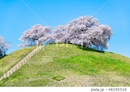 埼玉県 埼玉古墳群 丸墓山古墳と桜 46295516