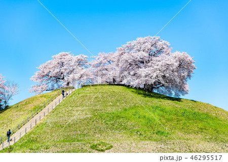 埼玉県 埼玉古墳群 丸墓山古墳と桜の写真素材