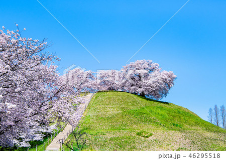 埼玉県 埼玉古墳群 丸墓山古墳と桜 46295518
