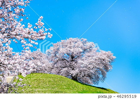埼玉県 埼玉古墳群 丸墓山古墳と桜 46295519