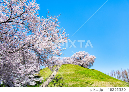 埼玉県 埼玉古墳群 丸墓山古墳と桜 埼玉県 埼玉古墳群 丸墓山古墳と桜 46295520