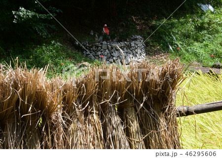 稲のハデ掛けとお地蔵さん 稲のハデ掛けとお地蔵さん 46295606