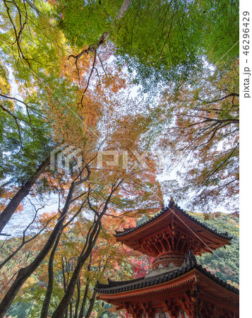 牛滝山 大威徳寺 紅葉 牛滝山 大威徳寺 紅葉 46296429