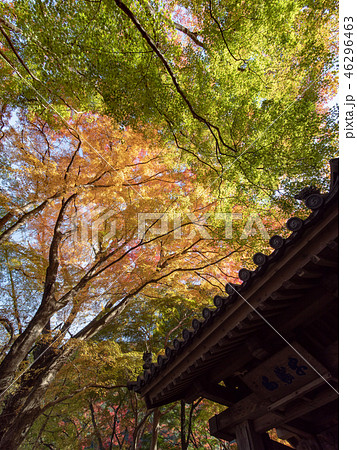 牛滝山 大威徳寺 紅葉 46296463