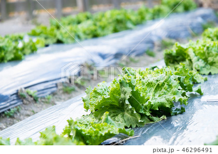 レタス 野菜 農業 農産物 たくさん レタス 野菜 農業 農産物 たくさん 46296491