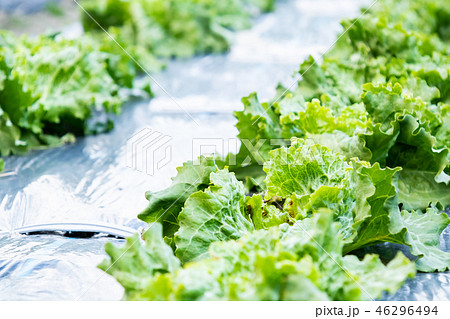レタス  野菜　農業　農産物　たくさん 46296494