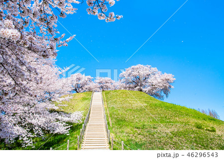 埼玉県 埼玉古墳群 丸墓山古墳と桜 埼玉県 埼玉古墳群 丸墓山古墳と桜 46296543