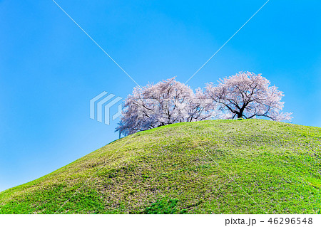 埼玉県 埼玉古墳群 丸墓山古墳と桜 埼玉県 埼玉古墳群 丸墓山古墳と桜 46296548