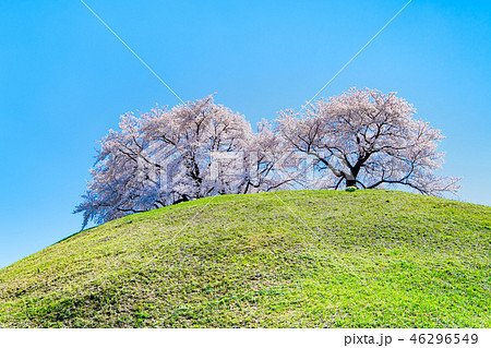 埼玉県 埼玉古墳群 丸墓山古墳と桜 埼玉県 埼玉古墳群 丸墓山古墳と桜 46296549