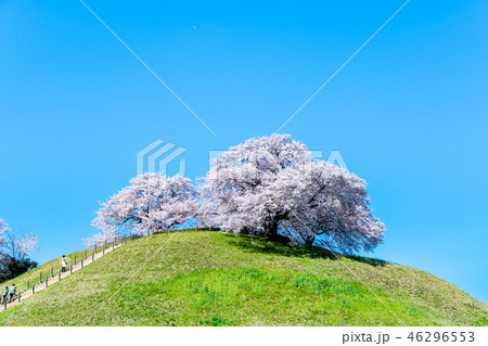 埼玉県 埼玉古墳群 丸墓山古墳と桜 埼玉県 埼玉古墳群 丸墓山古墳と桜 46296553