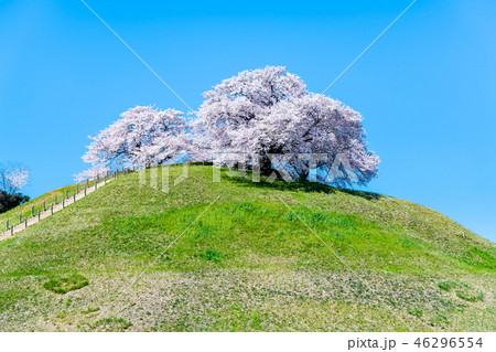 埼玉県 埼玉古墳群 丸墓山古墳と桜 埼玉県 埼玉古墳群 丸墓山古墳と桜 46296554