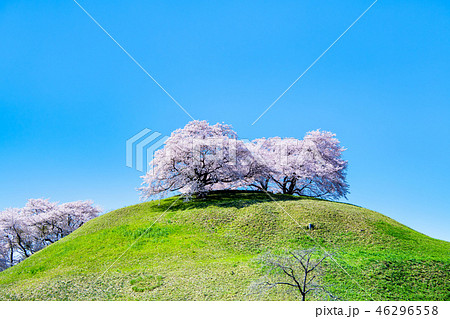 埼玉県 埼玉古墳群 丸墓山古墳と桜 46296558