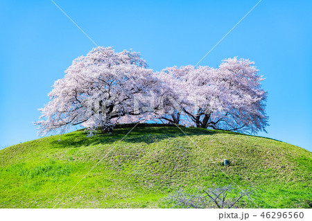埼玉県 埼玉古墳群 丸墓山古墳と桜 埼玉県 埼玉古墳群 丸墓山古墳と桜 46296560