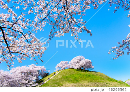 埼玉県 埼玉古墳群 丸墓山古墳と桜 46296562