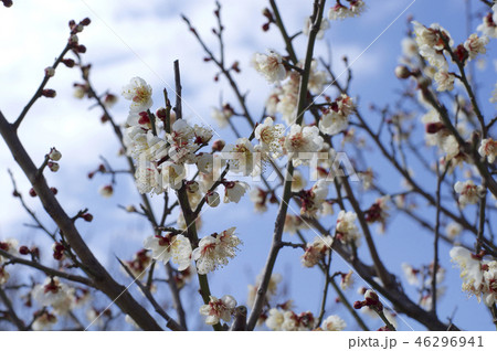 梅の花と青空 46296941