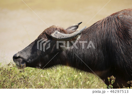 Buffalo full. Buffalo full. 46297513