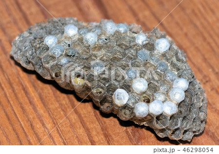 wasp nest with larvae, honeycomb wasp, closeup wasp nest with larvae, honeycomb wasp, closeup 46298054
