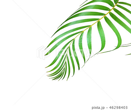 green palm leaf isolated on white for background green palm leaf isolated on white for background 46298403