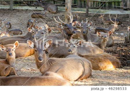 masses Sambar deer (Rusa unicolor) 46298533