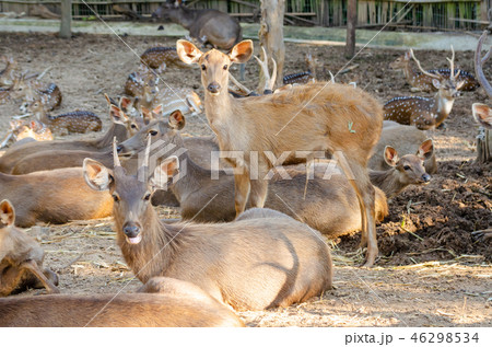 masses Sambar deer (Rusa unicolor) masses Sambar deer (Rusa unicolor) 46298534