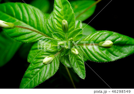 macro of small flower plant, flower detail macro of small flower plant, flower detail 46298549