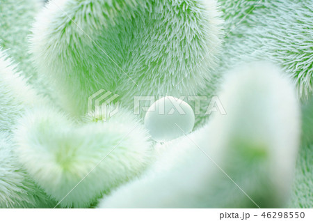 macro of small flower plant, flower detail macro of small flower plant, flower detail 46298550
