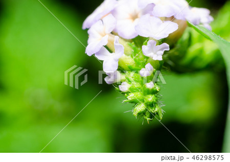 Heliotropium indicum (Yaa nguang chaang) 46298575