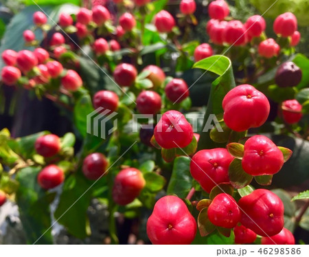 Hypericum Berries - Dark Red