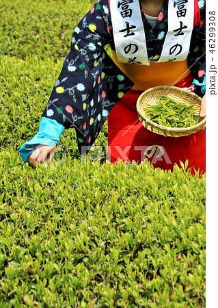 初夏の茶畑と茶摘み 初夏の茶畑と茶摘み 46299308