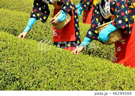 初夏の茶畑と茶摘み 初夏の茶畑と茶摘み 46299309