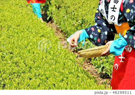 初夏の茶畑と茶摘み 46299311