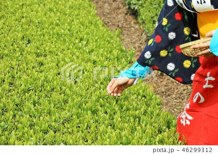 初夏の茶畑と茶摘み 46299312