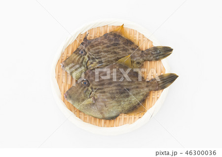 かわはぎ かわはぎ 46300036