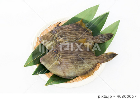 かわはぎ 46300057