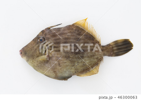 かわはぎ かわはぎ 46300063