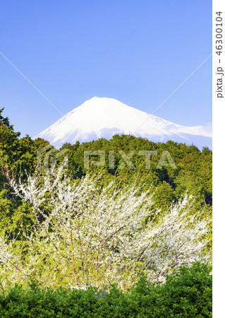 雪を頂いた富士山と春の花、静岡県富士市にて 雪を頂いた富士山と春の花、静岡県富士市にて 46300104