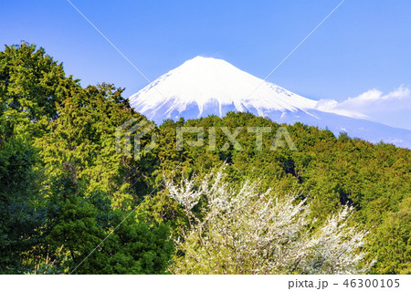 雪を頂いた富士山と春の花、静岡県富士市にて 雪を頂いた富士山と春の花、静岡県富士市にて 46300105