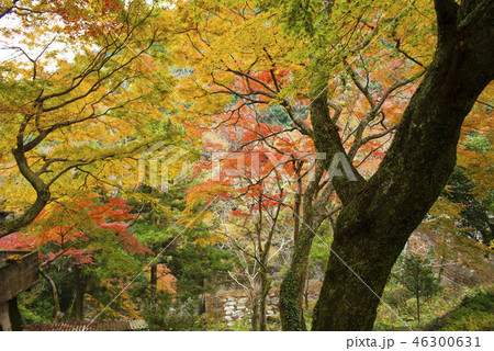 牛滝山　大威徳寺の紅葉 46300631