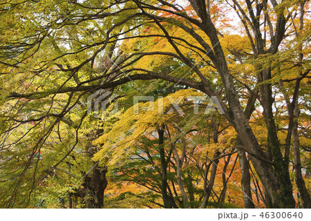 牛滝山 大威徳寺の紅葉 牛滝山 大威徳寺の紅葉 46300640