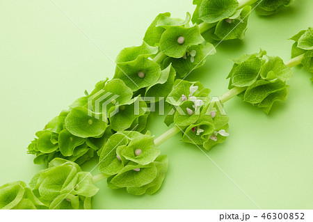 モルセラ モルセラ 46300852