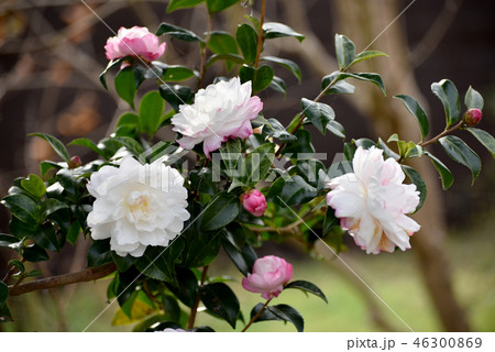 白とピンクの花 白とピンクの花 46300869