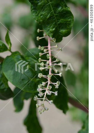 American pokeweed 46300899