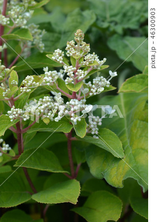 Panicled hydrangea Panicled hydrangea 46300903