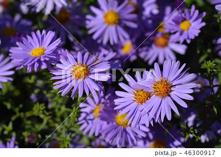 Aster Professor Kippenberg 46300917