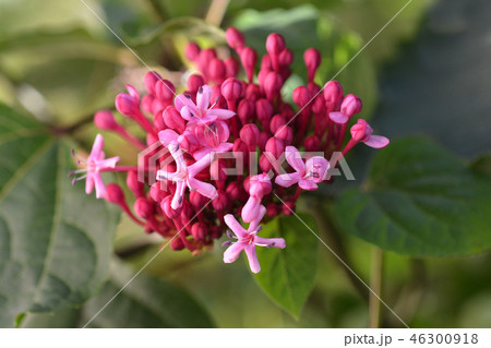 Rose glorybower 46300918